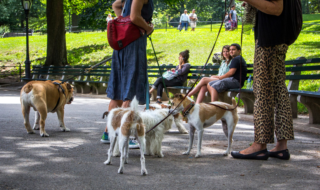 street photography, dog, doglandia, dogs of central park, dog walker