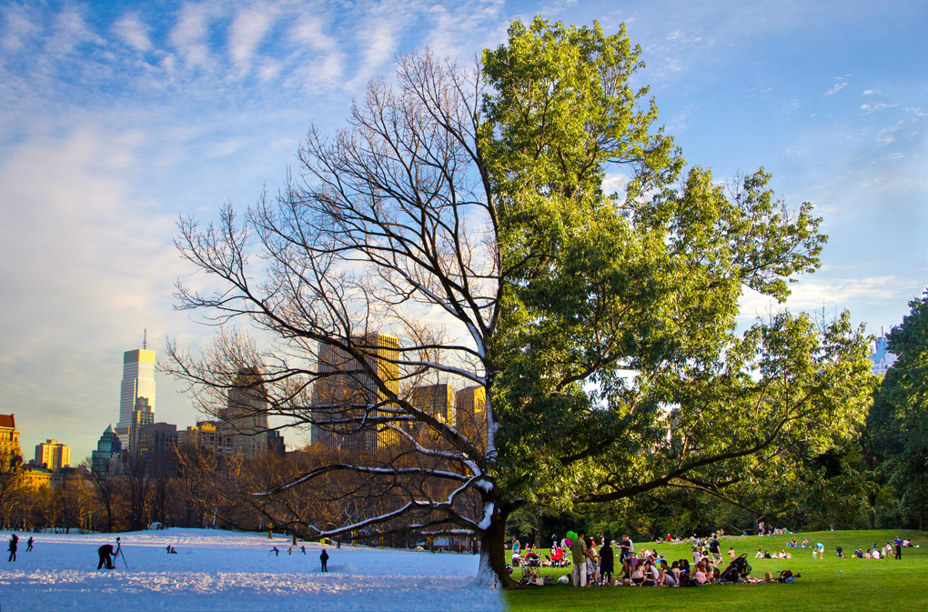 The Tree of Seasons - Central Park, NY
