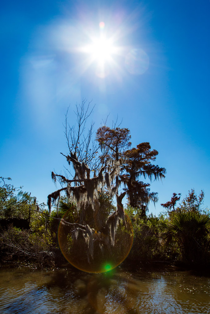 Barataria Preserve, Louisiana, USA