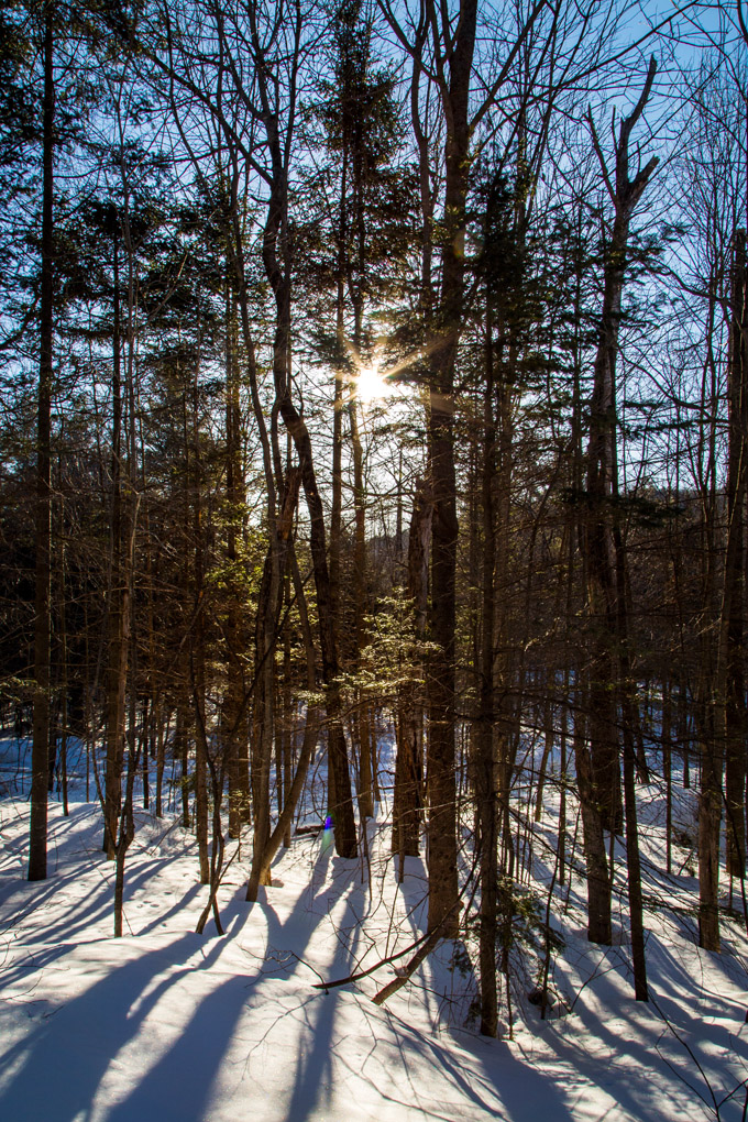 window, tree, trees, winter, snow, Mercedes Noriega, Mercedes Noriega Photography, sunset, shadows, contrast, backlight, landscape, winter landscape