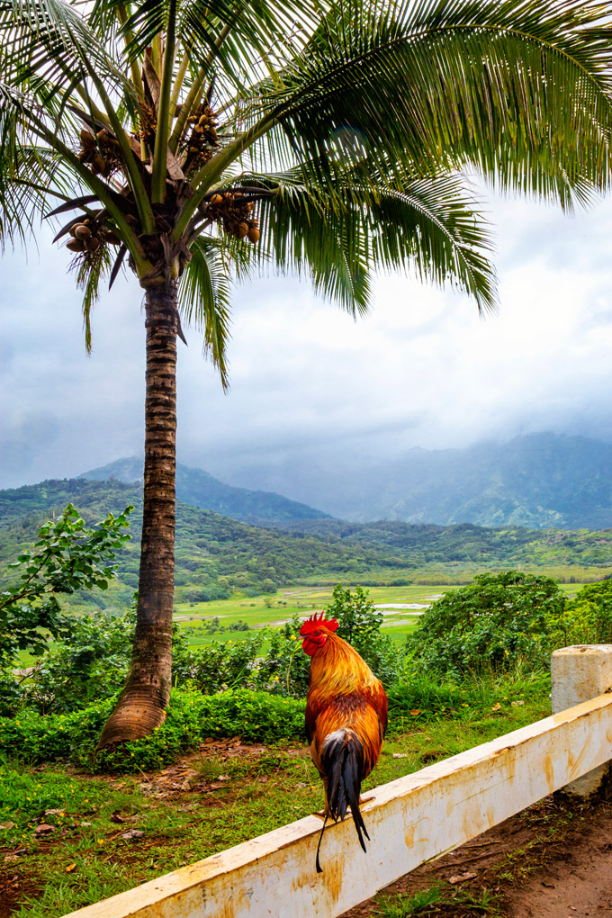 rooster, the garden island, palm tree, lush, state park, Waimea, Waimea Canyon, Kauai, Hawaii, mountains, cliffs, green, spectacular, lookout, view point, scenic, paradise, Mercedes Noriega, Mercedes Noriega Photography, The Grand Canyon of the Pacific, summit, waterfall, landscape, vista
