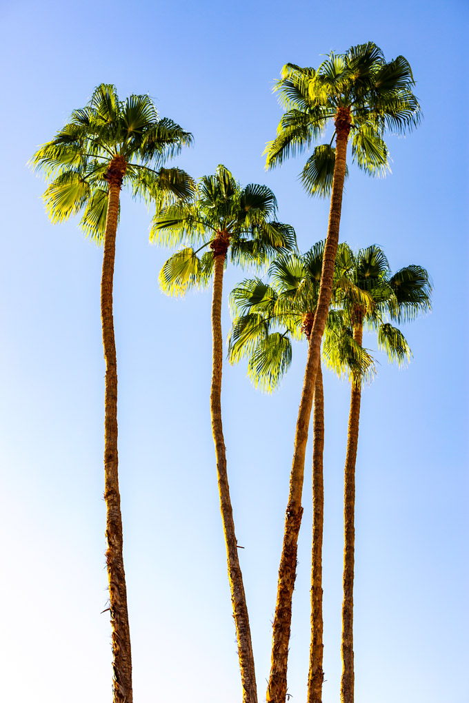 palm, palms, palm tree, trees, summer, green, sun, suncshine, peace, calm, shine, landscape
