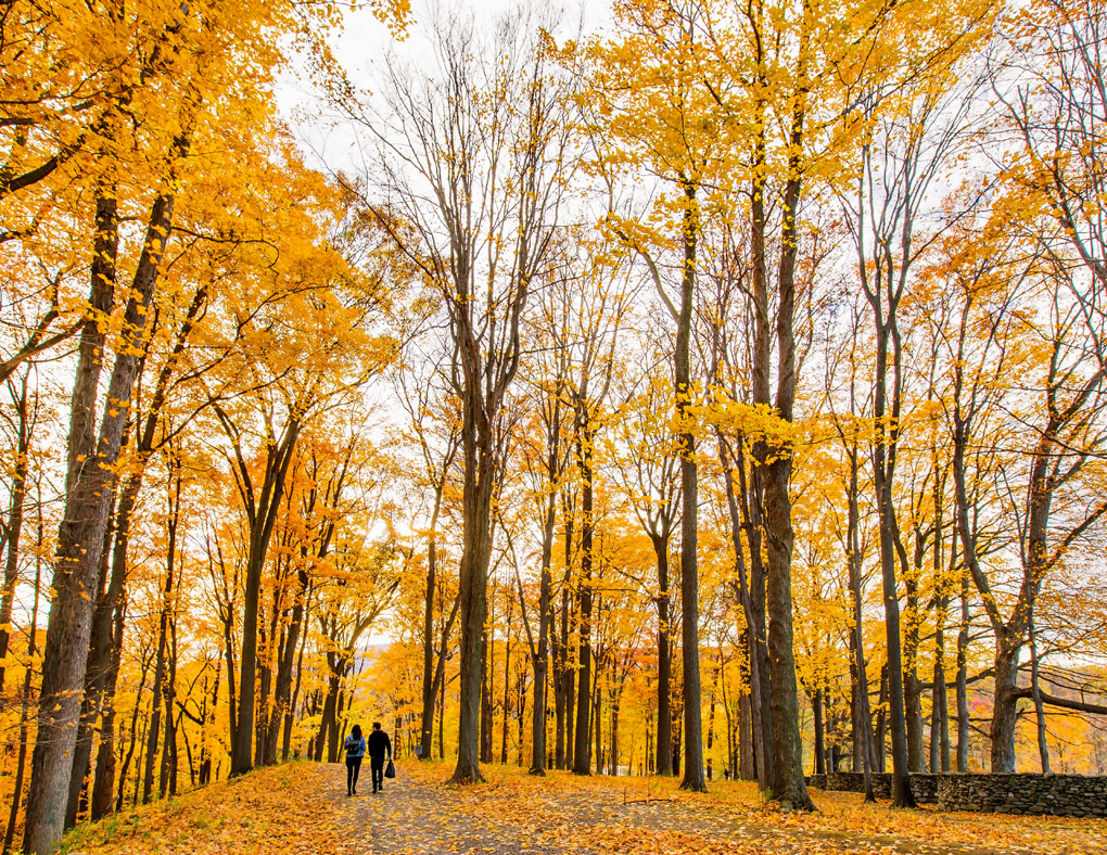 trees, yellow, autumn, landscape, yellow landscape, love, couple, yellow mood