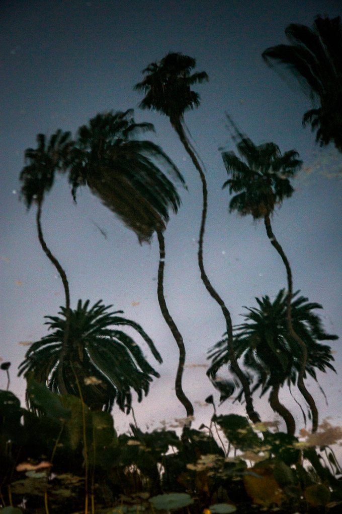 reflections, water reflections, palm trees, Mercedes Noriega, Mercedes Noriega Photography, Echo Park Lake fountain, Echo park, fountain, water, lake, artificial lake, sunset, palm trees, pals, city, urban landscape, Los Angeles, California, reflection