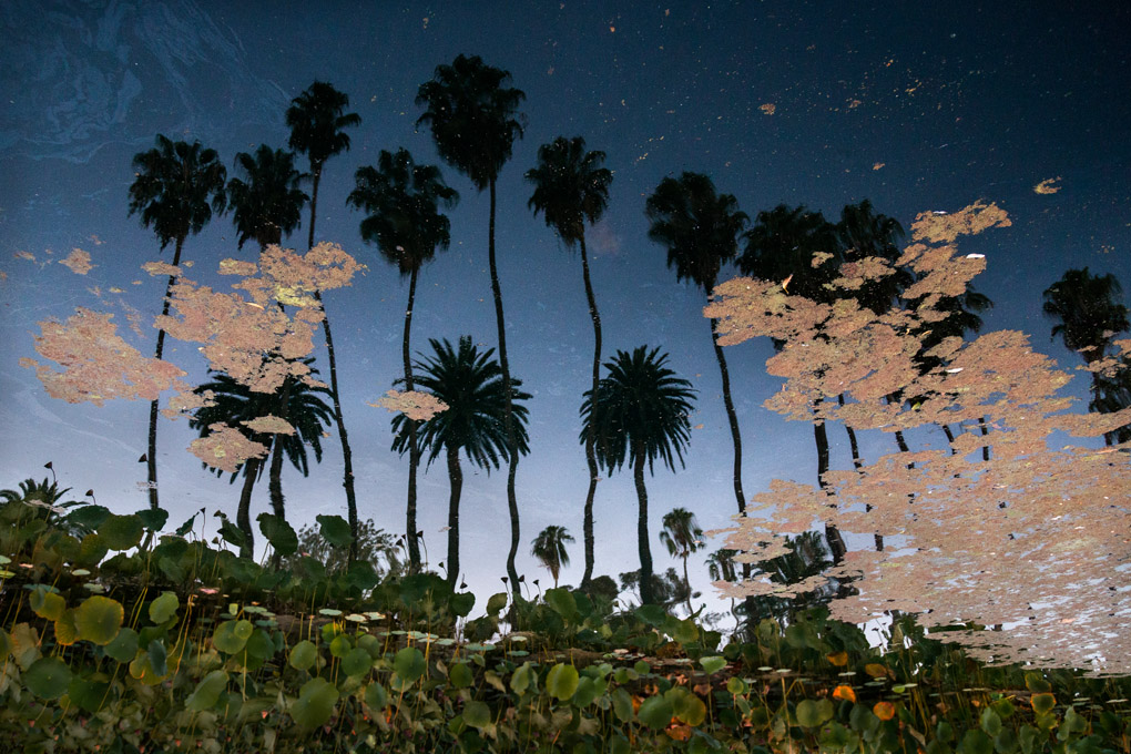 reflections, water reflections, palm trees, Echo Park Lake fountain, Echo park, fountain, water, lake, artificial lake, sunset, palm trees, pals, city, urban landscape, Los Angeles, California, reflection, Mercedes Noriega