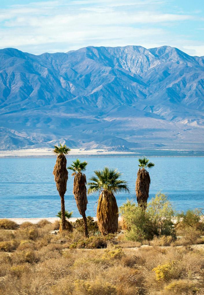 Palm trees, lake, sea, Salton Sea, California, USA, palm tree, palms, trees, stones, rock, road, abundant, palmscape, palm landscape