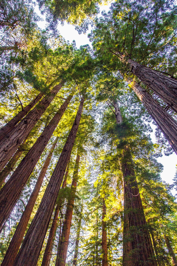 redwood, trees, green, Mercedes Noriega, Mercedes Noriega Photography, Muir Wood, up, from the bottom, landscape, green