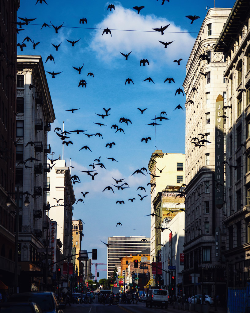 street photography, downtown LA, birds at downtown LA, Hitchcock city birds, Mercedes Noriega, Mercedes Noriega Photography