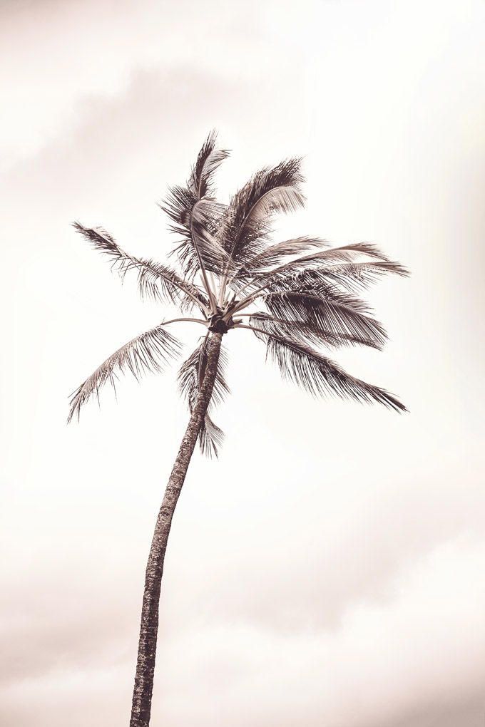 palm tree, palms, Mercedes Noriega, Mercedes Noriega Photography, freedom, free, tree, breather, clouds, unique