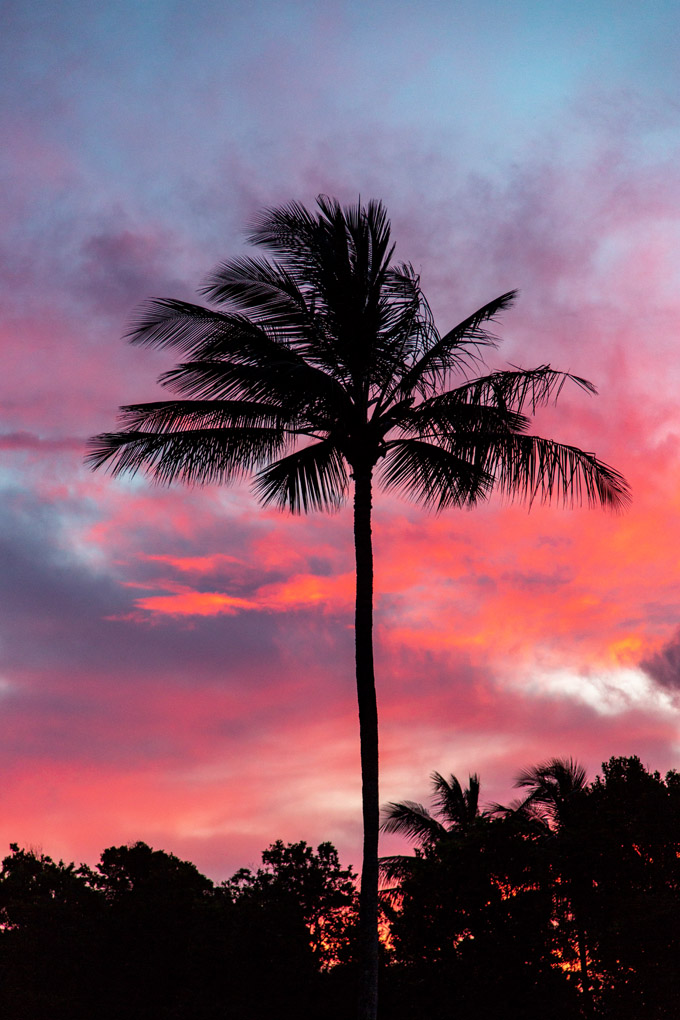 palm tree, garden island, Mercedes Noriega, Mercedes Noriega Photography, Poipu, Kauai, Hawaii, palm, sunset, pink skies, pink sky, miracle, wanderlust, wind, lush, exotic, alone, one
