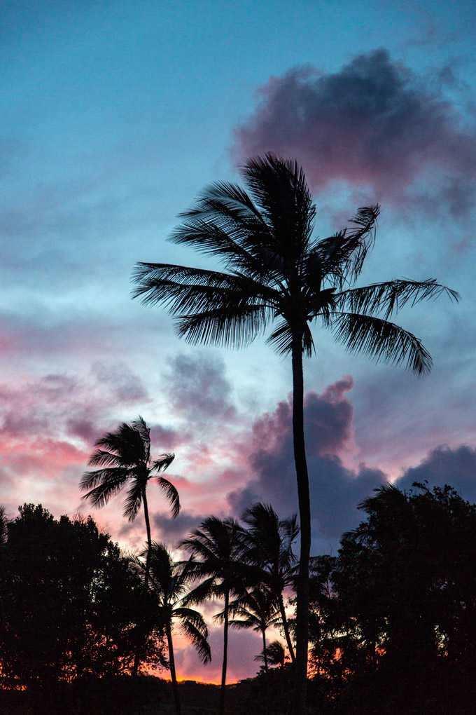 palm tree, garden island, Mercedes Noriega, Mercedes Noriega Photography, Poipu, Kauai, Hawaii, palm, sunset, pink skies, pink sky, miracle, wanderlust, wind, lush, exotic, sunset in Hawaii, palmscape, blue sky