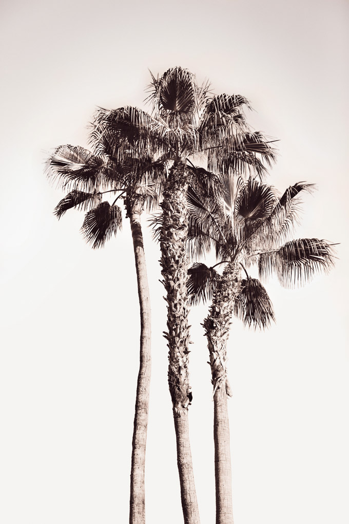 Palm Springs, California, USA, palm trees, palms, sepia, trees, peace, calm, abstract, unique, three